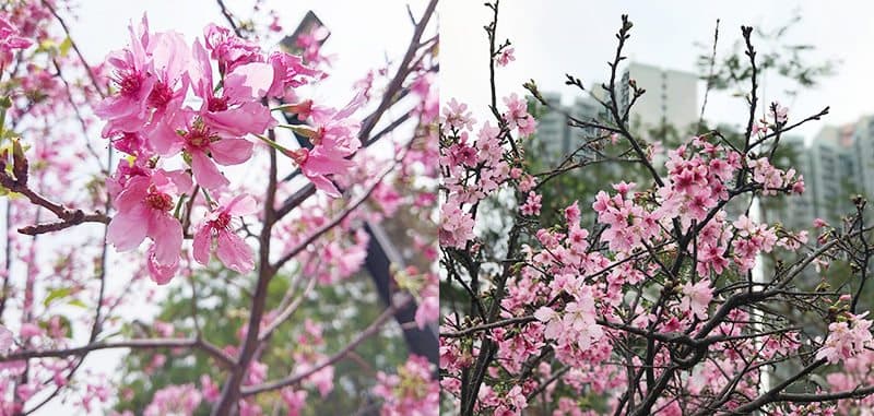 香港賞櫻好去處